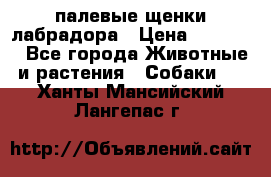 палевые щенки лабрадора › Цена ­ 30 000 - Все города Животные и растения » Собаки   . Ханты-Мансийский,Лангепас г.